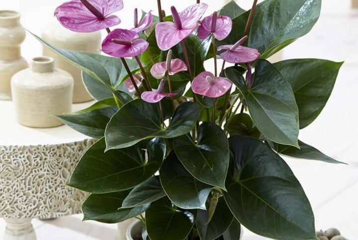 Anthurium Purple - Flowering - Indoor Plants | Plantshop.me