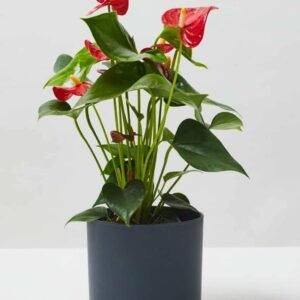 Anthurium Red - Indoor Plants | Plantshop.me