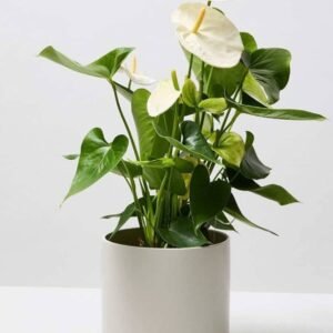 Anthurium White - Indoor Plants | Plantshop.me