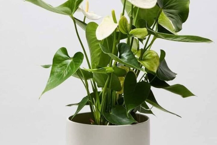 Anthurium White - Indoor Plants | Plantshop.me