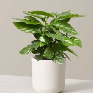 Arabian Coffee Plant - Indoor Plants | Plantshop.me