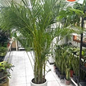 Areca Palm ASIS - Indoor Plants | Plantshop.me