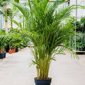 Areca Palm Large Indoor Plant: Tropical Beauty