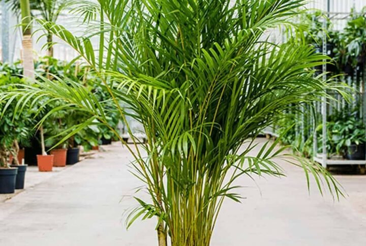 Areca Palm Large Indoor Plant: Tropical Beauty
