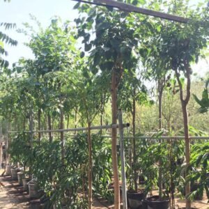 Banyan Tree - Evergreen - Outdoor Plants | Plantshop.me
