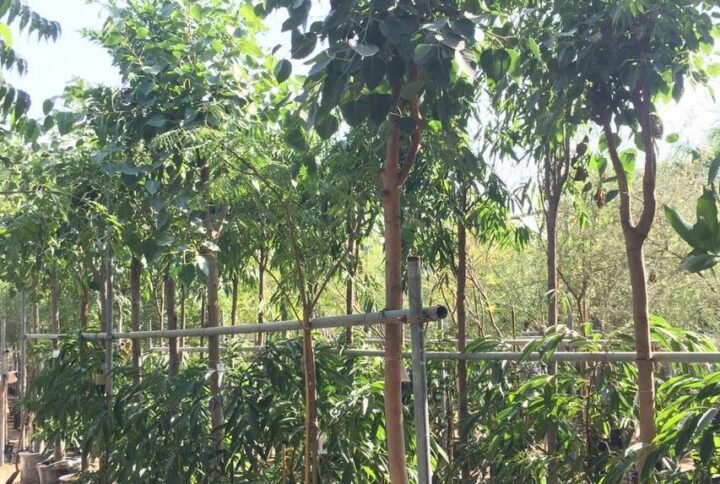 Banyan Tree - Evergreen - Outdoor Plants | Plantshop.me