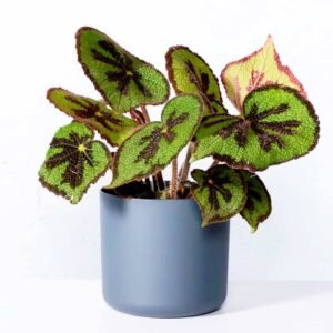 Begonia Masoniana - Indoor Plants | Plantshop.me