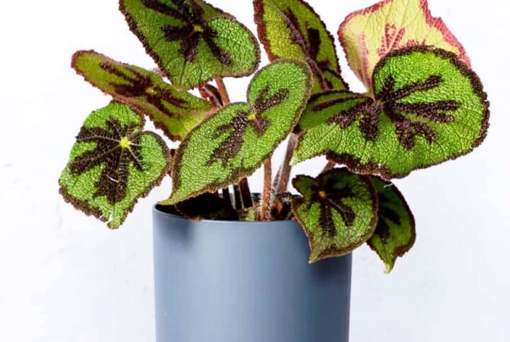 Begonia Masoniana - Indoor Plants | Plantshop.me