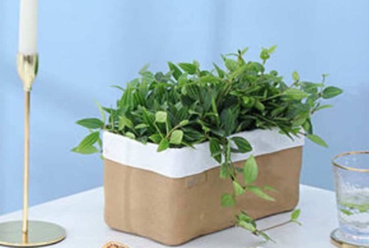 Beige Recta Pot- Pots | Plantshop.me