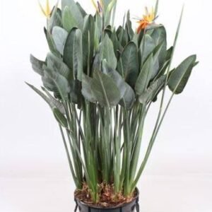 Bird of Paradise - Air Purifying - Indoor Plants| Plantshop.me