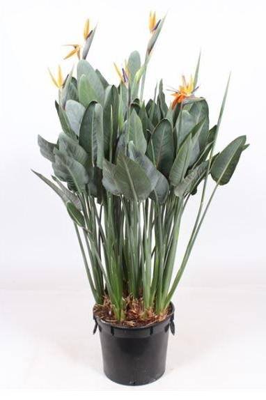 Bird of Paradise - Air Purifying - Indoor Plants| Plantshop.me