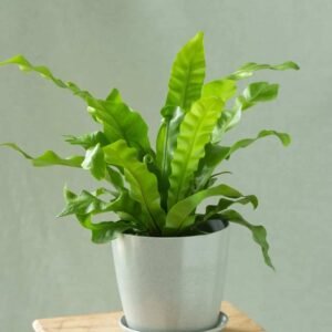 Birds Nest Fern - Air Purifying Indoor Plants | Plantshop.me