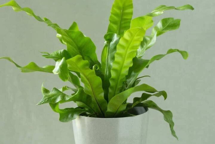 Birds Nest Fern - Air Purifying Indoor Plants | Plantshop.me