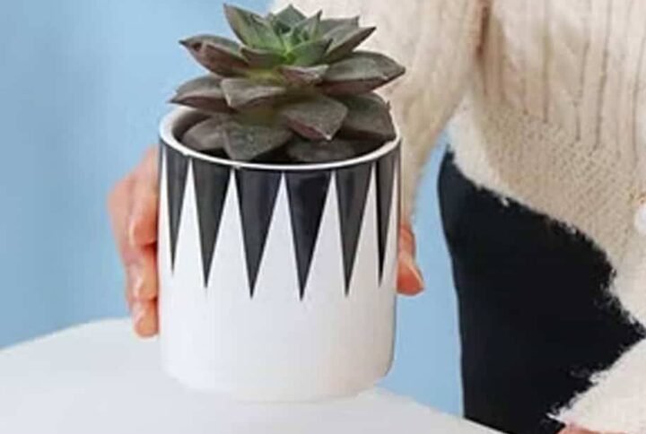 Black Aro Mini Pot - Pots | Plantshop.me