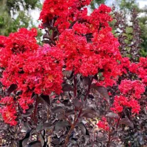 Black Diamond Red Hot Crape Myrtle for Sale Online | Quick Delivery in the UAE | Plantshop.me