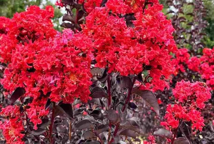 Black Diamond Red Hot Crape Myrtle for Sale Online | Quick Delivery in the UAE | Plantshop.me