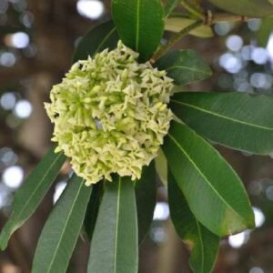 Blackboard Tree - Outdoor Plants | Plantshop.me
