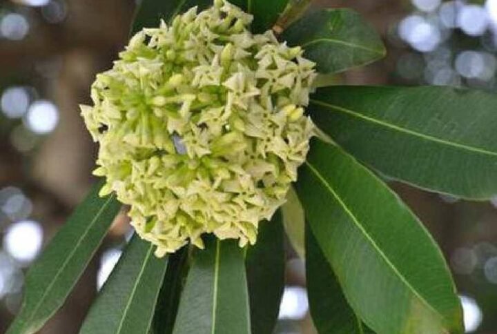 Blackboard Tree - Outdoor Plants | Plantshop.me