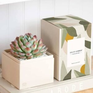 Bliss Garden Succulent Box: Eco Corporate Gifts | Plantshop.me