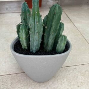 Blue Myrtle Cactus Arrangement - Indoor Plants | Plantshop.me