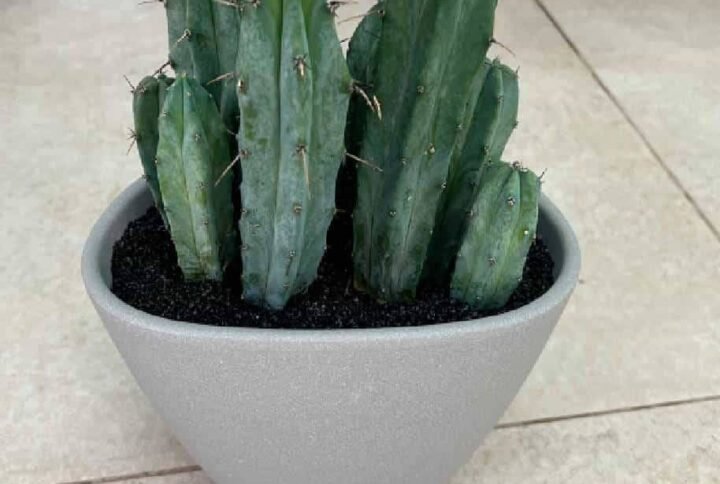 Blue Myrtle Cactus Arrangement - Indoor Plants | Plantshop.me