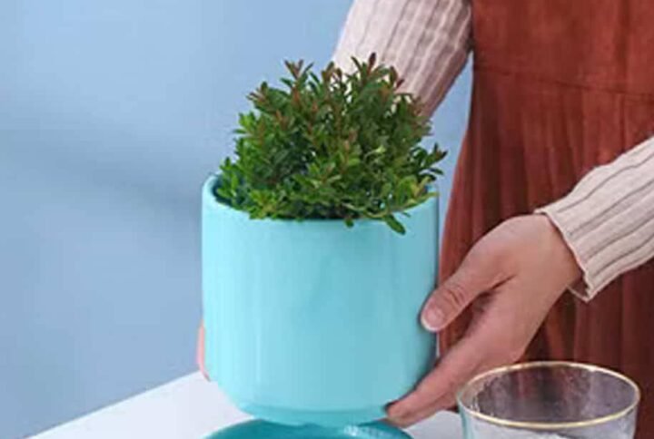 Bluo Ceramic Pot: Elevate Your Plants | Plantshop.me UAE
