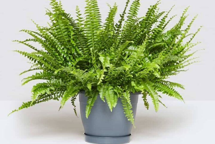 Boston Fern - Air Purifying - Indoor Plants | Plantshop.me