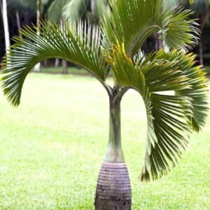 Bottle Palm - Tree - Outdoor Plants | Plantshop.me