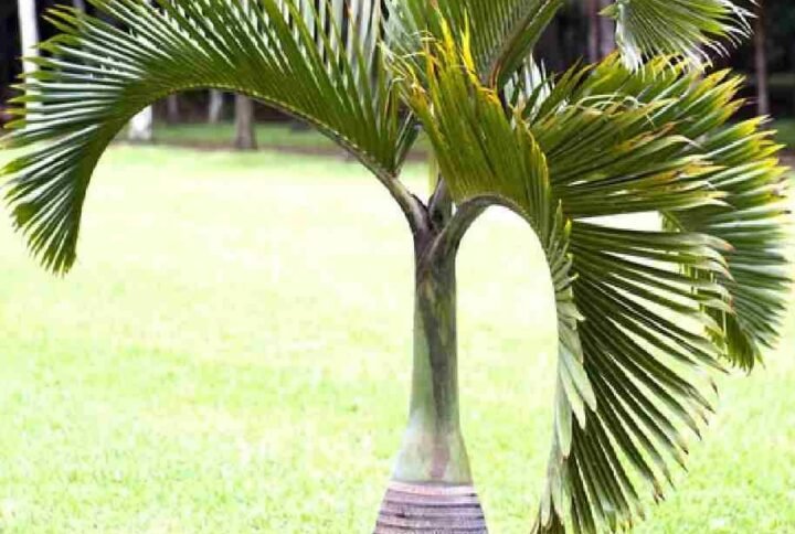 Bottle Palm - Tree - Outdoor Plants | Plantshop.me