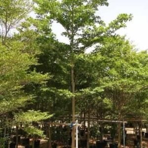 Bullet Tree - Outdoor Plants | Plantshop