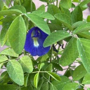 Butterfly Pea Small Plant in UAE | Fast Delivery