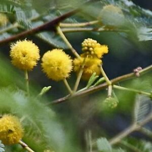 Buy Acacia Arabica Trees - Premium Quality at Plantshop.me