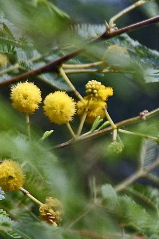 Buy Acacia Arabica Trees - Premium Quality at Plantshop.me