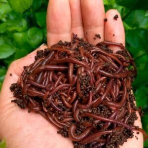 Buy African Night Crawlers Worms for Thriving Gardens