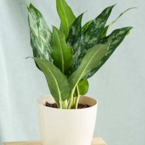 Buy Aglaonema Maria - Captivating Chinese Evergreen Plant