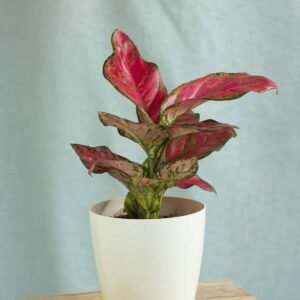 Buy Aglaonema Red Master Stunning Red Aroid at Plantshop.me