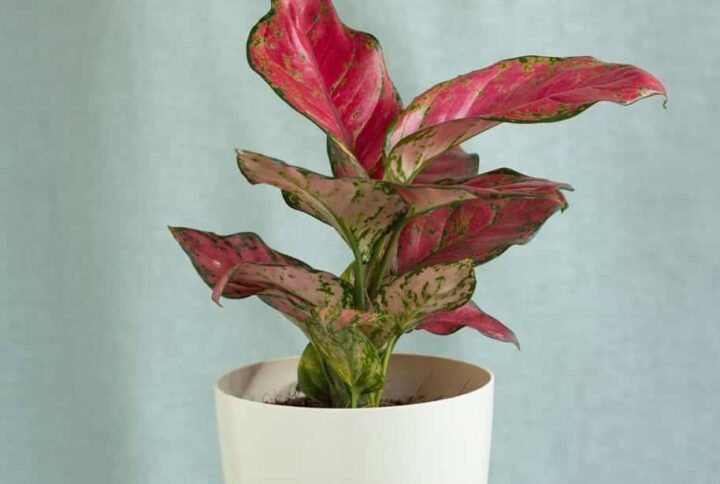 Buy Aglaonema Red Master Stunning Red Aroid at Plantshop.me