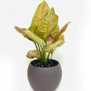 Buy Aglaonema Star | Plantshop.me