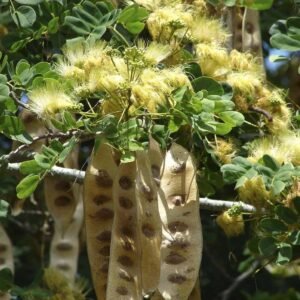 Buy Albizia Lebbeck Seeds at Plantshop.me