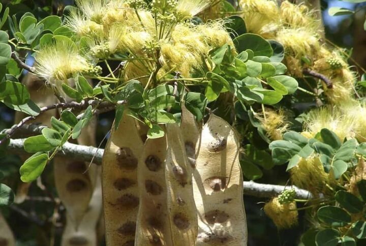 Buy Albizia Lebbeck Seeds at Plantshop.me