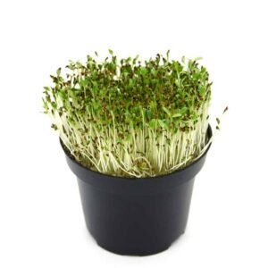 Buy Alfa Alfa Microgreen Seeds Online - Plantshop.me