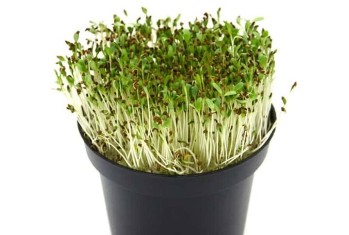 Buy Alfa Alfa Microgreen Seeds Online - Plantshop.me