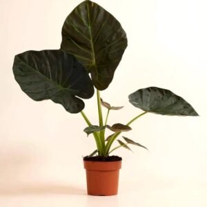 Buy Alocasia Regal Shield Plant Online – Plantshop.me UAE