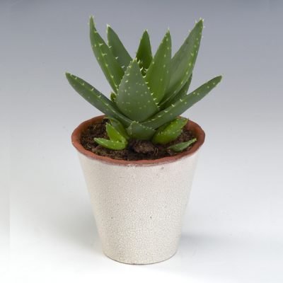 Buy Aloe Brevifolia - Compact, Easy-Care Succulent for UAE