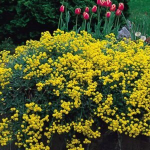 Buy Alyssum Yellow Flower Seeds - Premium Quality at Plantshop.me