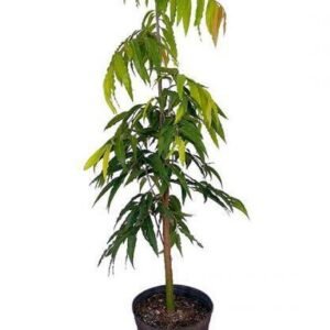 Buy Ashoka Tree | Premium Plant Selection UAE