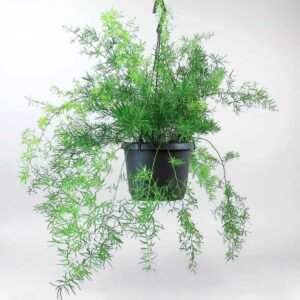 Buy Asparagus Fern Hanging Plants - Plantshop.me UAE