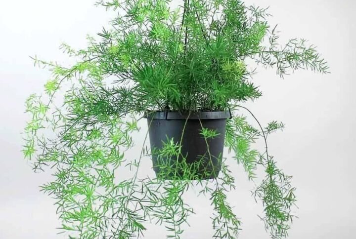 Buy Asparagus Fern Hanging Plants - Plantshop.me UAE