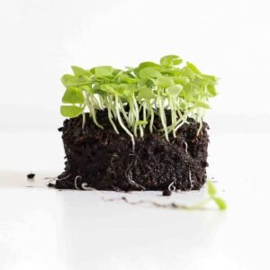 Buy Basil Microgreen Seeds Online - Plantshop.me