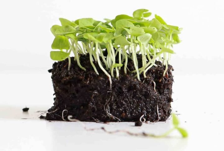 Buy Basil Microgreen Seeds Online - Plantshop.me